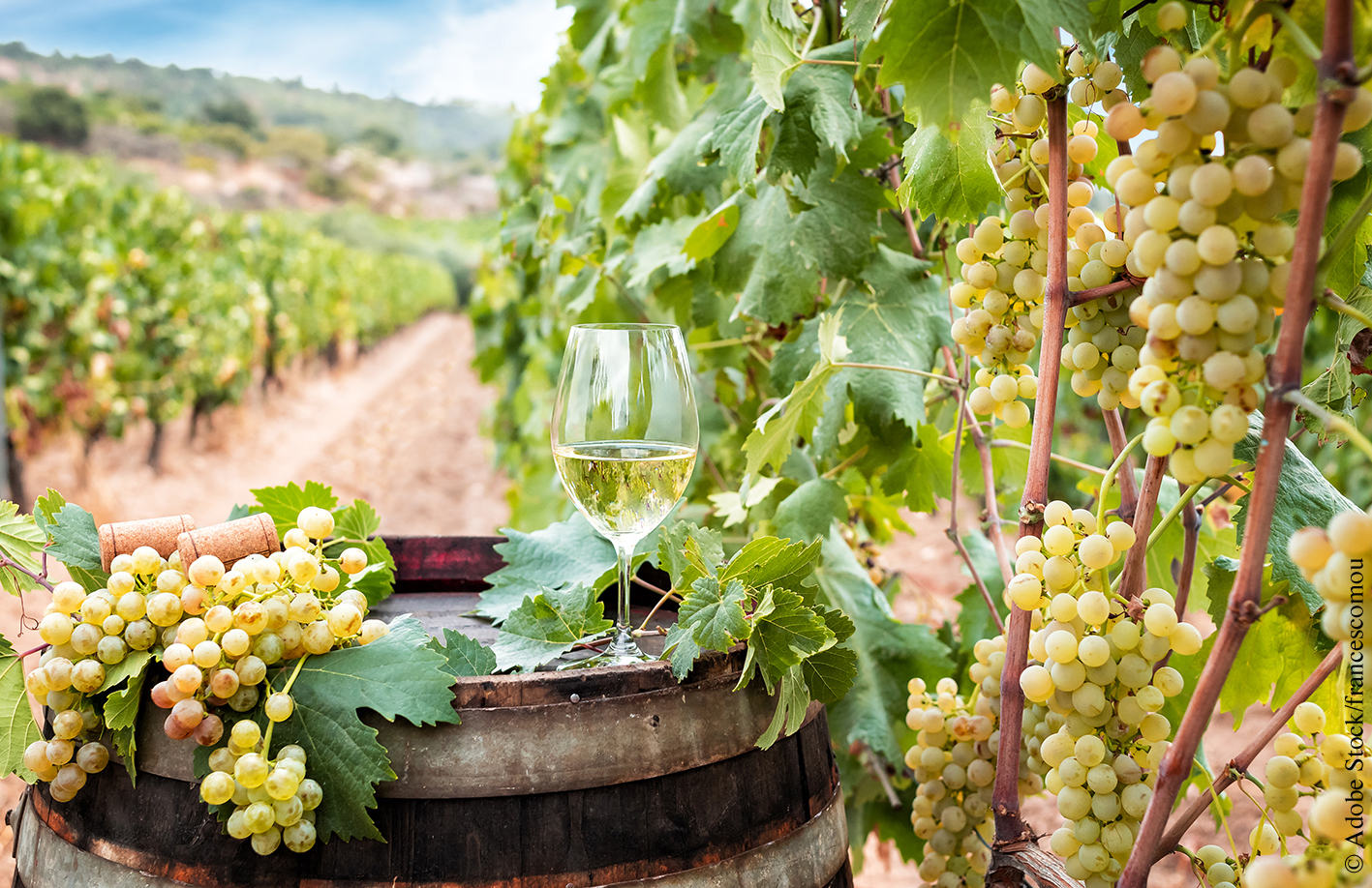 vermentino vin île d'Elbe
