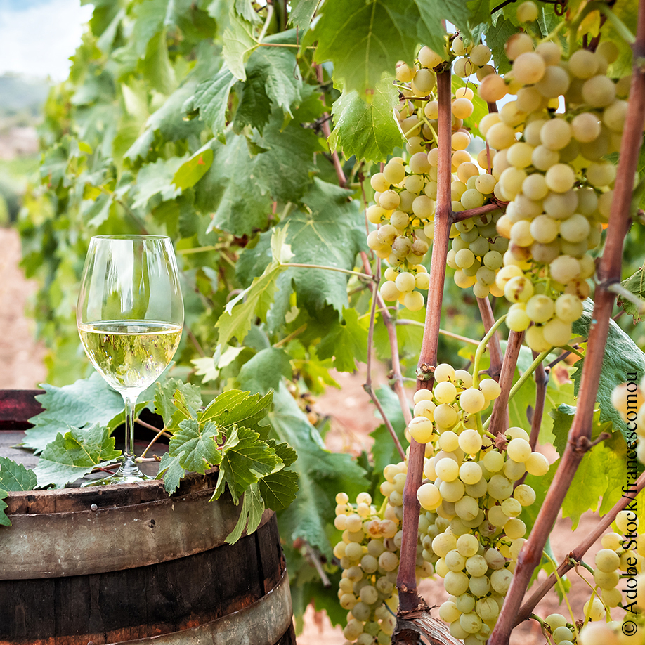 Vermentino île d'Elbe