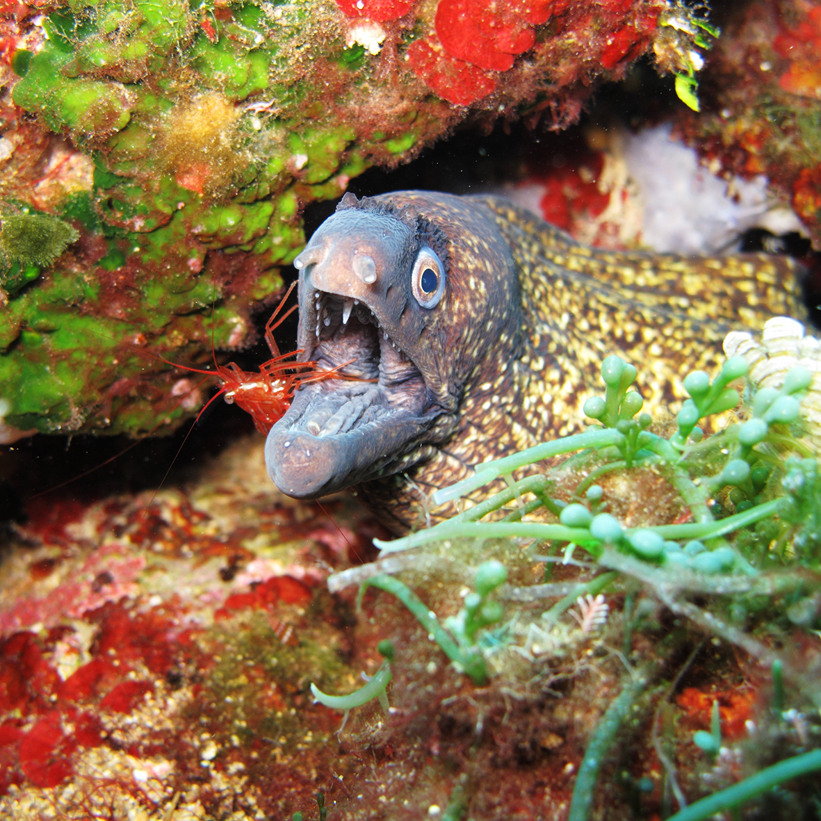 Murène snorkeling île d'Elbe