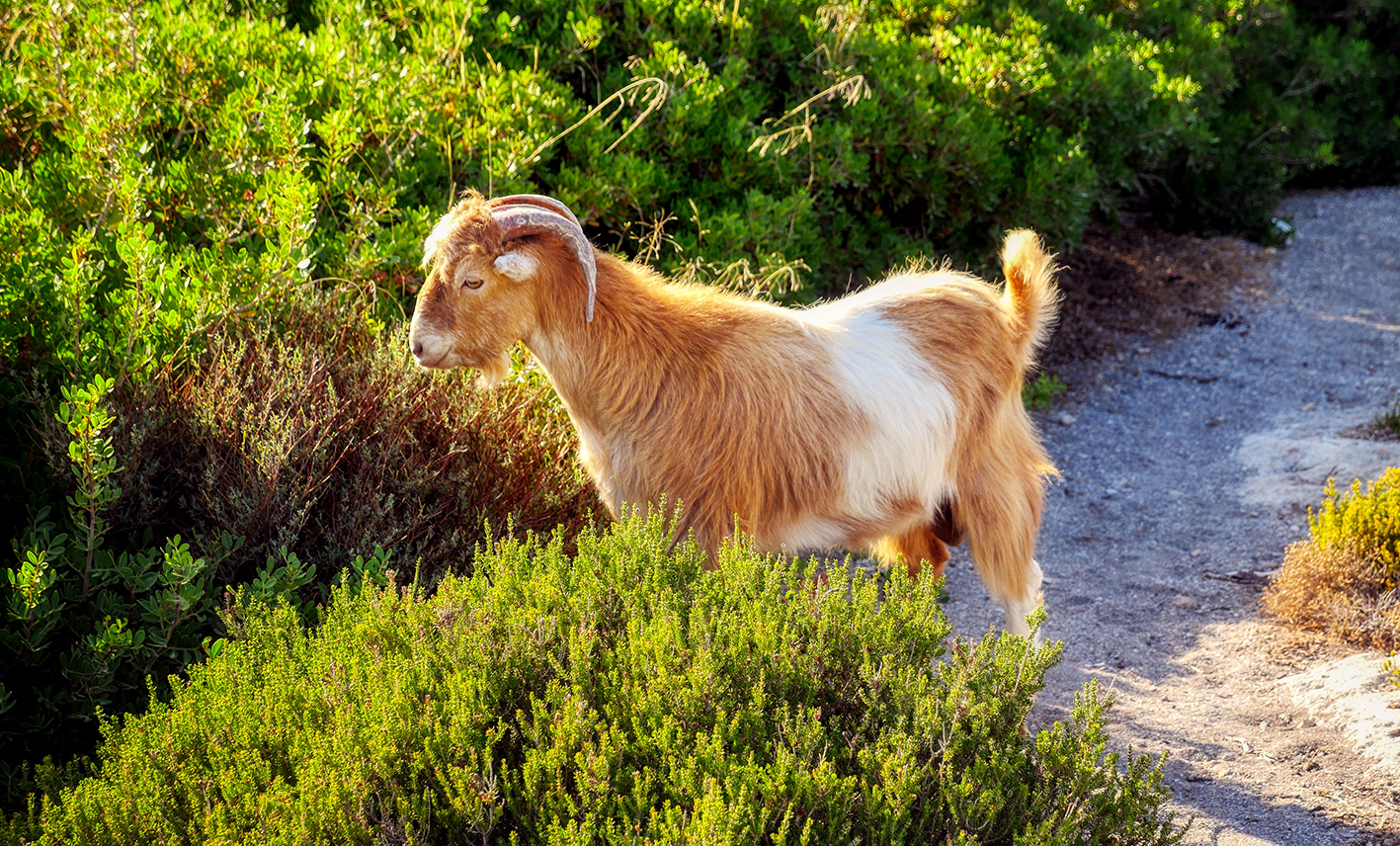 chèvre Crète