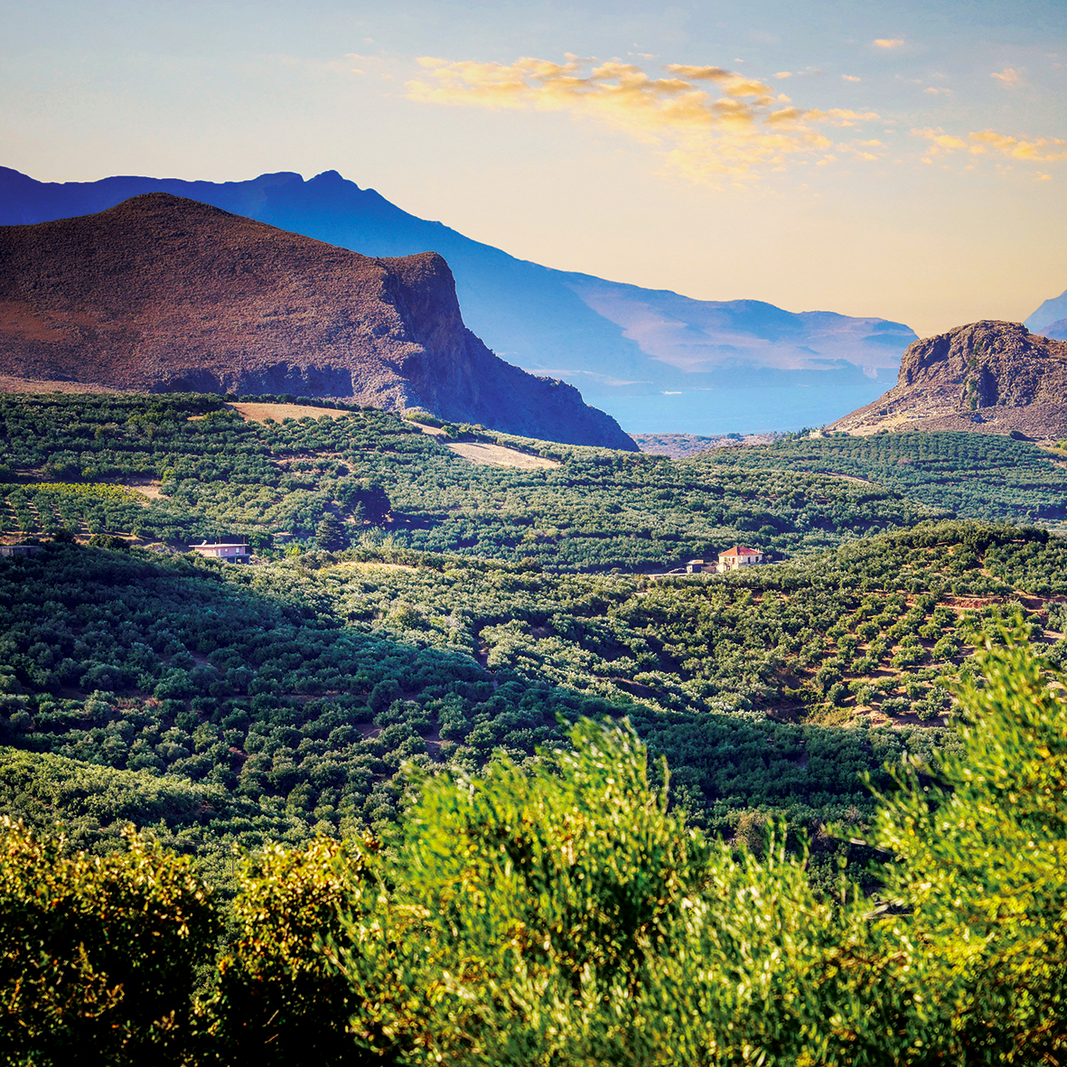 Champs d'olivier Crète