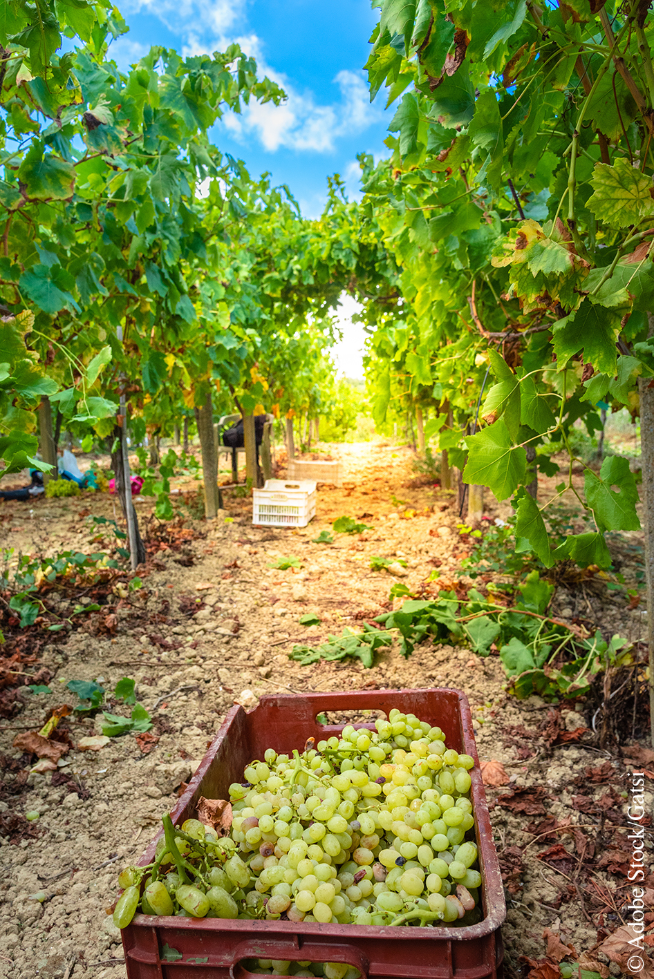 Vendanges vignoble Crète